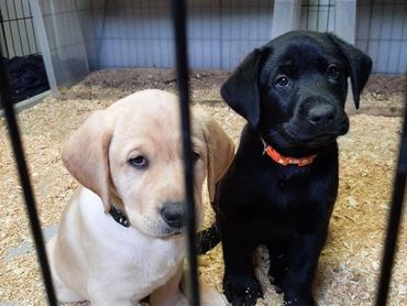 <"Black and Yellow Labradors">