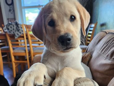 <"Frankie's Litter">