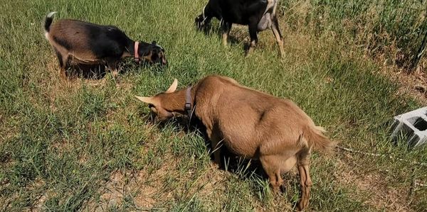 Three goats grazing together in a sunny rural field.