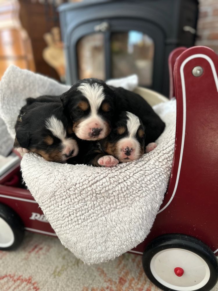 Three adorable Bernese Mountain Dog puppies sleeping in a cozy white blanket inside a red wagon.