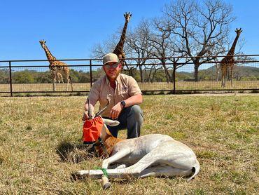 A man kneeling with a blindfolded antelope, giraffes in the background.