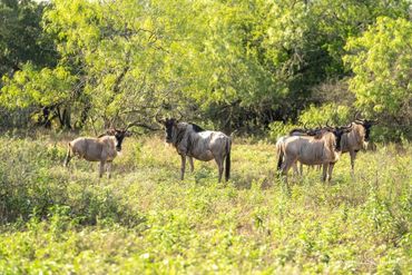 A group of wildebeests standing in a sunlit green field with dense trees.