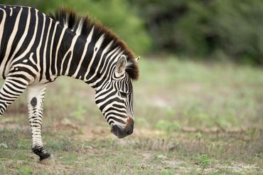 Close-up of a zebra grazing on grass in a natural habitat.