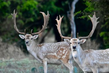 Two spotted deer with large antlers stand alert in a natural setting.