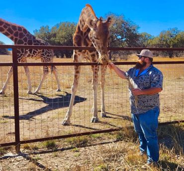 A man feeding a giraffe through a fence on a sunny day.