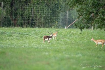 Three antelopes standing on green grass near a wire fence.