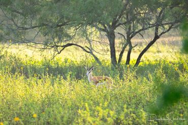 A lone antelope stands in a sunlit field surrounded by trees and wildflowers.
