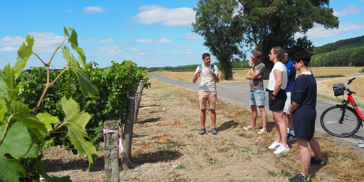 Wine tour in the Loire Valley with bikes