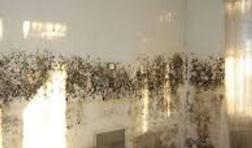 Black mould due to lack of insulation and ventilation