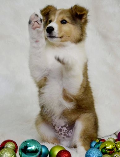 Puppy begging.