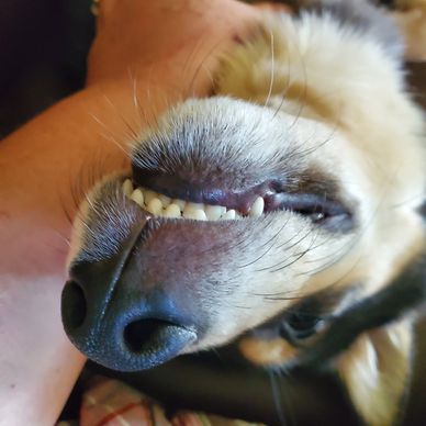 Upsidedown dog.