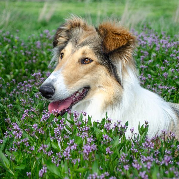 Dog laying in flowers.