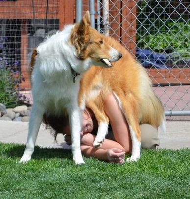 Dog sitting on person.