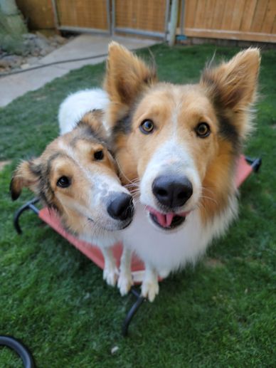 Heart shaped dog heads.