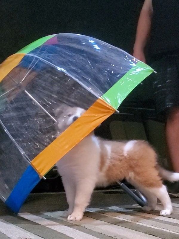 Puppy with umbrella.