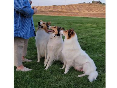 3 dogs sitting in a row.