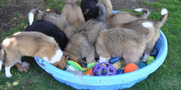 Puppies playing in pool.