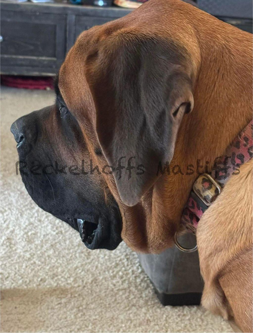 Close-up profile of a Mastiff dog with a patterned collar indoors.