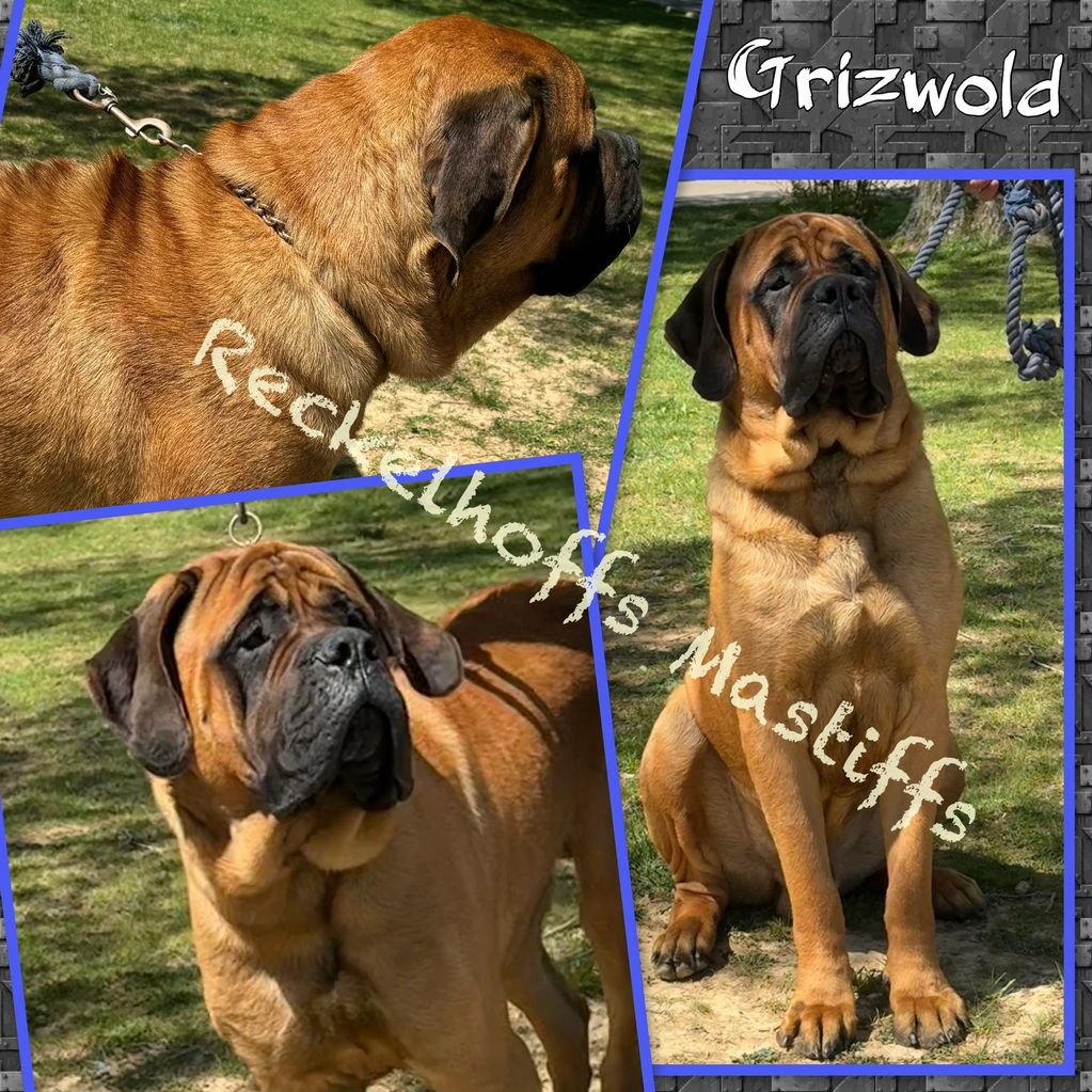 Three photos of a large Mastiff dog named Grizwold outdoors.