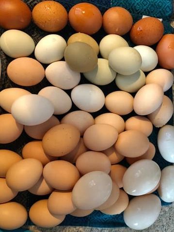Laying Hens Eggs