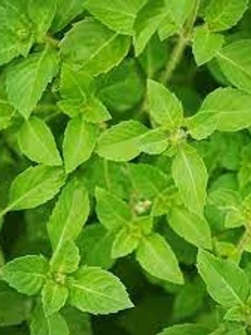 Catmint or Catnip