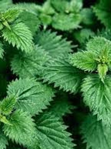 Stinging Nettle
