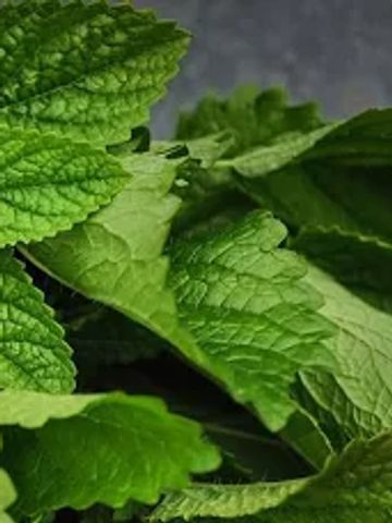 Lemon Balm