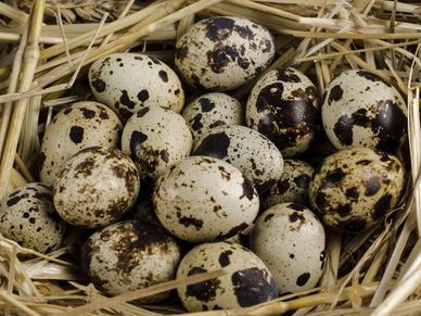 a bunch of spotted quail eggs piled in a nest of straw
