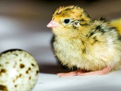 newly hatched quail chick next to an unhatched quail egg