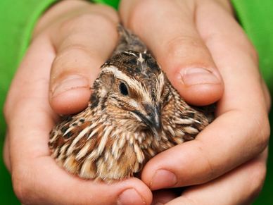 front view of hands with green sleeves holding an adult brown coturnix quail