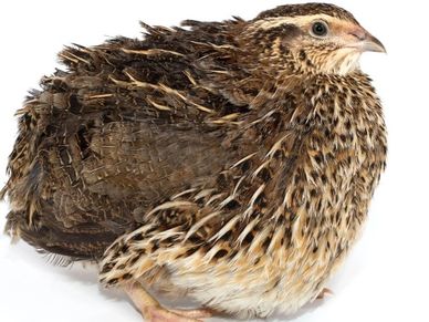 side view of brown coturnix quail on white backdrop