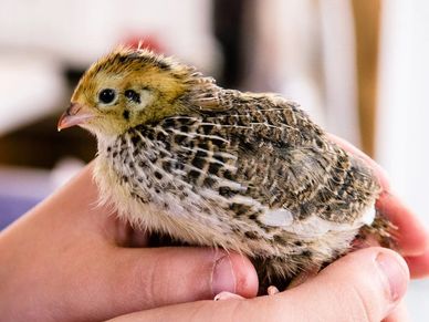 hands holding a young brown coturnix quail