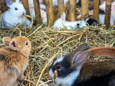 multiple adolescent rabbits in a straw bed enclosure