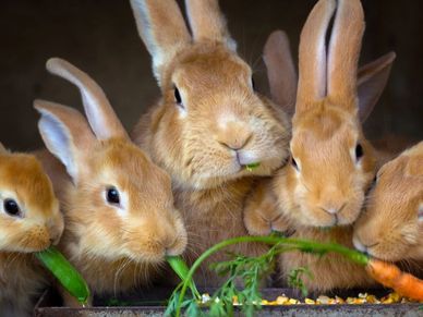orange mother rabbit flanked by five orange adolescent rabbits eating vegetables out of feed trough