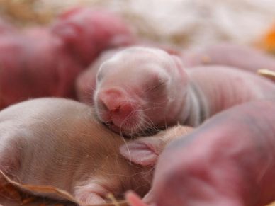 newborn nearly hairless rabbit kits snuggled together