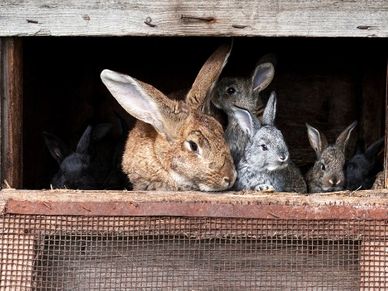 mother rabbit and her kits looking out of the open door of a wooden rabbit hutch
