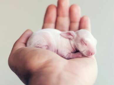 hand holding newborn white baby rabbit kit in front of a beige backdrop