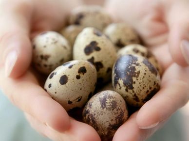 hands in cupping shape holding a bunch of spotted quail eggs