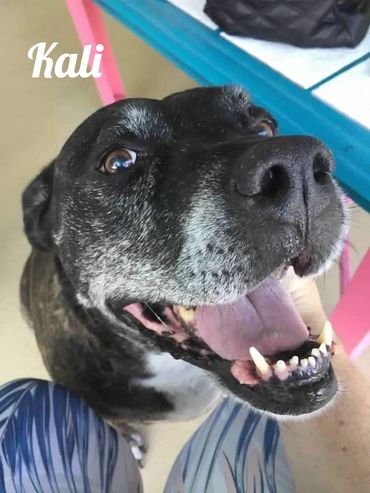 Close-up of a happy black dog named Kali with a big smile.