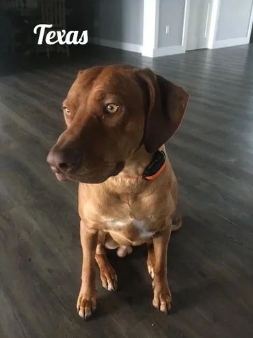 A brown dog with a collar sitting on a wooden floor.