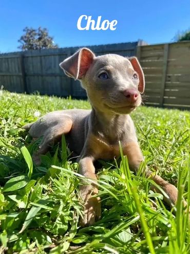 A small puppy named Chloe relaxing in the sunlit grass.