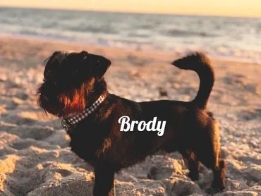 Small black dog on sandy beach at sunset.