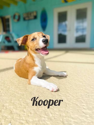 Happy dog named Kooper relaxing outside on a sunny day.