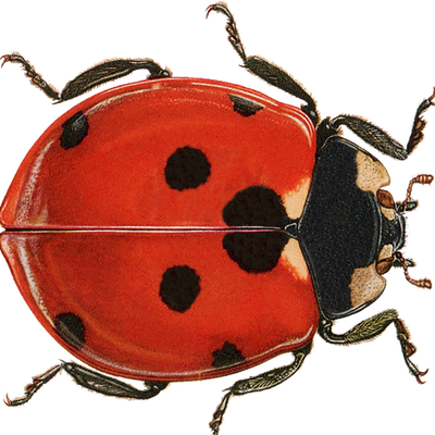A close-up of a red ladybug with black spots.