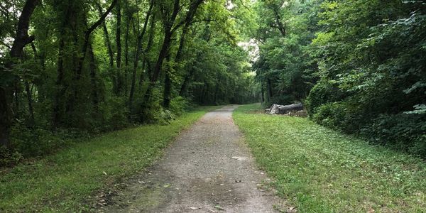 A tranquil forest path surrounded by lush green trees and vegetation.