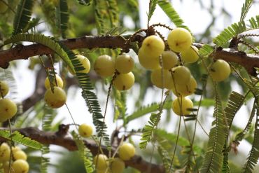 Cluster of green gooseberries on a tree branch.