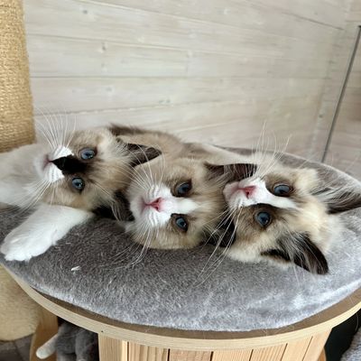 Beautiful Ragdoll kittens for sale in Ireland