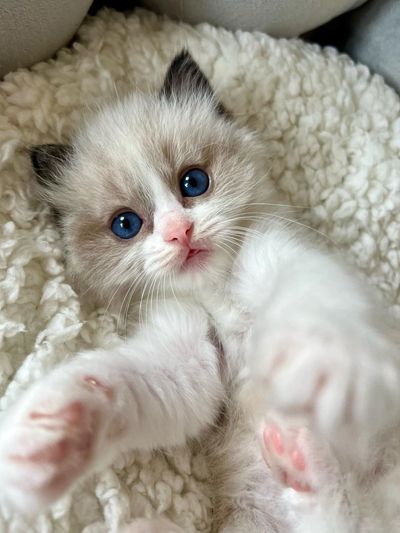 Seal bicolour Ragdoll kitten