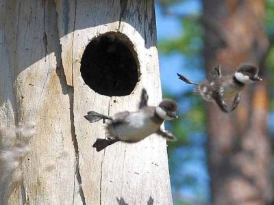 Two birds flying away from a tree hole.