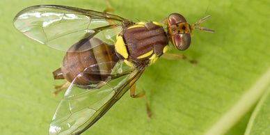 Close-up of a brown and yellow fly on a green leaf.